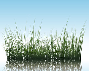 Image showing grass on water