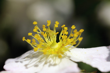 Image showing Close-up flower
