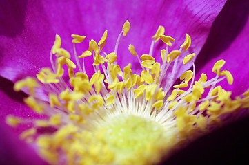 Image showing Close-up flower