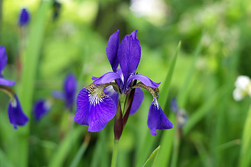 Image showing Iris