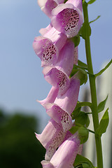 Image showing Pink flower