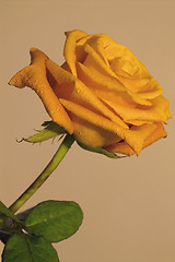 Image showing Orange rose