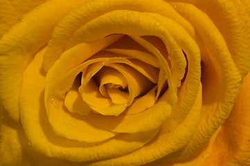 Image showing Close-up of rose