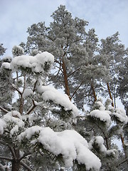 Image showing Winter landscape in a forest