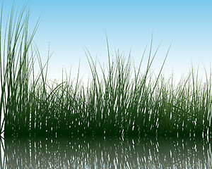 Image showing grass on water