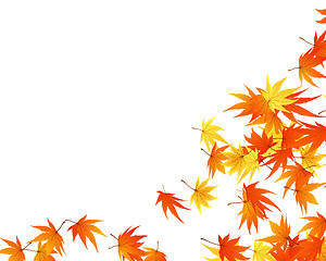 Image showing autumn  leaves
