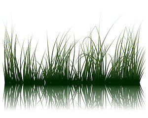 Image showing grass on water