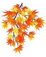 Image showing autumn  leaves