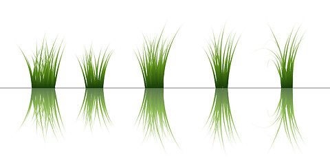 Image showing grass on water