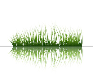 Image showing grass on water