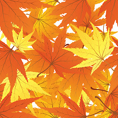 Image showing autumn  leaves