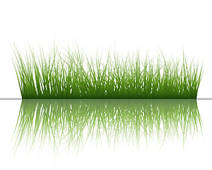 Image showing grass on water