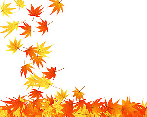 Image showing autumn  leaves