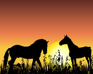 Image showing horse on sunset background