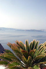 Image showing plant over the sea santorini