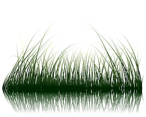 Image showing grass on water