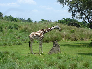 Image showing Giraffe in the wild