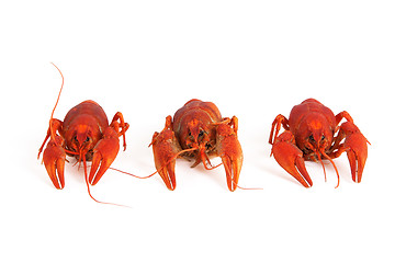 Image showing Three boiled crawfish