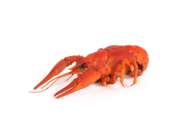 Image showing Boiled crawfish on white background