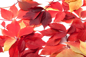 Image showing Scattered red autumn leaves. Virginia creeper leaves.
