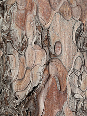 Image showing Wooden texture