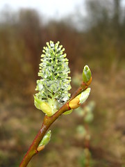 Image showing Young sprouts of a willow in the spring