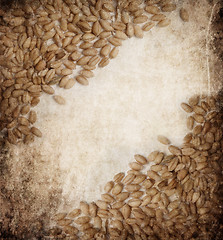 Image showing Wheat 