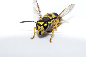 Image showing Wasp