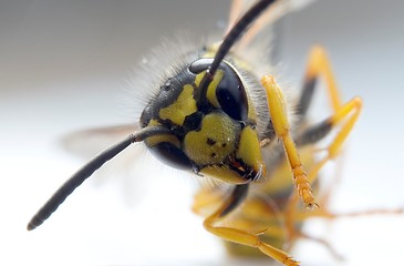 Image showing Wasp