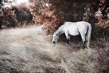 Image showing White horse