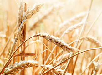 Image showing Wheat