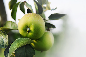 Image showing Apples