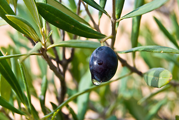 Image showing Olive Tree