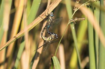 Image showing Dragon fly