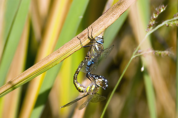 Image showing Dragon-fly