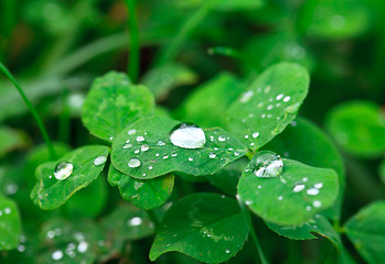 Image showing Dew on the Green Leaf