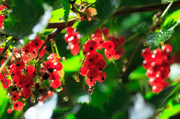 Image showing Bunch of a Red Currant on a Branch