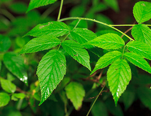 Image showing Wet Green Leaf