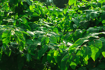 Image showing Green Bush in the Rain