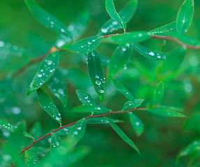 Image showing Dew on the Green Leaf