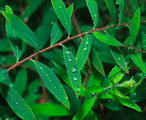 Image showing Dew on the Green Leaf