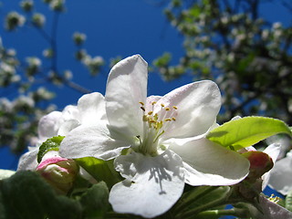 Image showing Flower of an apple-tree