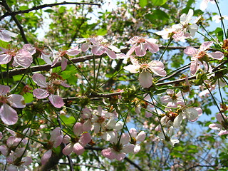 Image showing Flower of an apple-tree