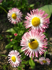 Image showing The fly on the beautiful flowers of a daisy