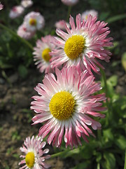 Image showing Beautiful pink flowers of a daisy