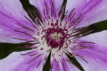 Image showing Clematis flower