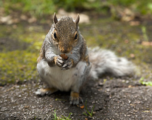 Image showing Squirrel