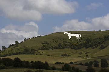 Image showing White horse