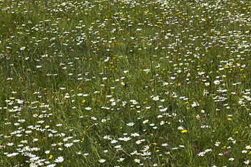 Image showing Wild flower meadow