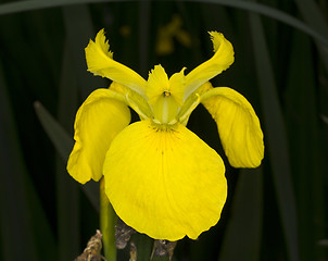 Image showing Yellow Iris